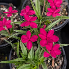 Rhodohypoxis Flower seeds for Planting - Hardy Variety, Heirloom & GMO Free Seeds for Home Garden