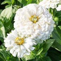 White Green Zinnia Flower seeds for Planting Wildflower Mix Heirloom & GMO Free Seeds for Home Garden