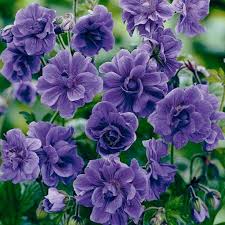 Blue Light Pink Geranium Flower Seeds for Planting Sun Loving Heirloom & GMO Free Seeds for Home Garden
 
 Sale