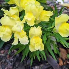 Snapdragon Golden Flower seeds for Planting - Sun Loving, Heirloom & GMO Free Seeds for Home Garden