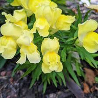 Snapdragon Golden Flower seeds for Planting - Sun Loving, Heirloom & GMO Free Seeds for Home Garden