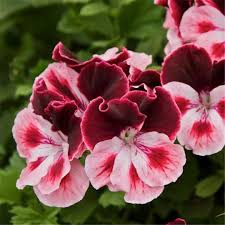 White DarkRed Geranium Pelargonium Seeds for Planting Vibrant Colors Heirloom & GMO Free Seeds for Home Garden
 
 Sale