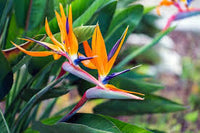 Violet Yellow Strelitzia Flower seeds for Planting - Premium Quality, Heirloom & GMO Free Seeds for Home Garden