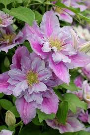 Peach Clematis Flower Seeds for Planting Pollinator Friendly Heirloom & GMO Free Seeds for Home Garden
 
 Sale