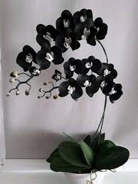 Black White Phalaenopsis Orchid Flower seeds for Planting Wildflower Mix Heirloom & GMO Free Seeds for Home Garden