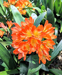 Orange Miniata Flower seeds for Planting - Bright Blooms, Heirloom & GMO Free Seeds for Home Garden
