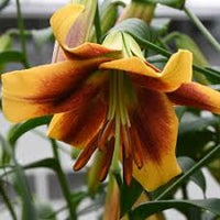 Yellow Brown Lilium Flower Seeds for Planting Shade Tolerant Heirloom & GMO Free Seeds for Home Garden  Sale