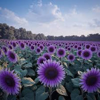 Purple Mini Sunflower Seeds for Planting, Heirloom Non-GMO, High Germination Organic Garden Seeds