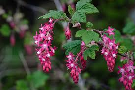 Pink Ribes Cereum Flower seeds for Planting - Compact Growth, Heirloom & GMO Free Seeds for Home Garden