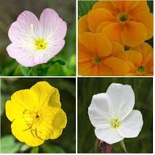 Mixed Oenothera Biennis Flower seeds for Planting - Cut Flower Favorite, Heirloom & GMO Free Seeds for Home Garden