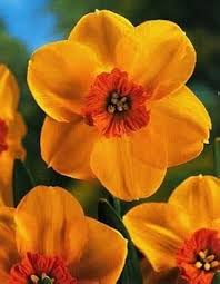 Orange Yellow Daffodil Flower seeds for Planting - Shade Tolerant, Heirloom & GMO Free Seeds for Home Garde