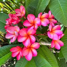 Pink Frangipani Flower seeds for Planting - Easy to Grow, Heirloom & GMO Free Seeds for Home Garden