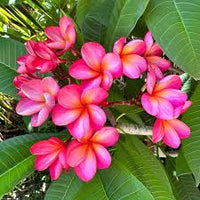 Pink Frangipani Flower seeds for Planting - Easy to Grow, Heirloom & GMO Free Seeds for Home Garden