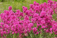 Violet Lychnis Flower seeds for Planting - Hardy Variety, Heirloom & GMO Free Seeds for Home Garden