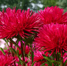 Red China Aster Flower Seeds for Planting Cut Flower Favorite Heirloom & GMO Free Seeds for Home Garden
 
 Sale