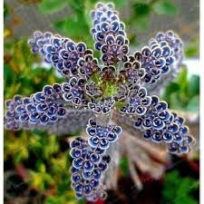 Light Lavender Succulent Flower Seeds for Planting Cut Flower Favorite Heirloom & GMO Free Seeds for Home Garden
 
 Sale