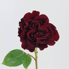Burgundy Rose Flower Seeds for Planting – Heirloom NonGMO Organic Garden Seeds High Germination Wildflower Mix
 
 Sale