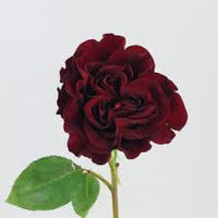 Burgundy Rose Flower Seeds for Planting – Heirloom NonGMO Organic Garden Seeds High Germination Wildflower Mix
 
 Sale