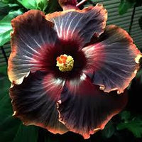 Red Black Hibiscus Seeds For Exotic Garden Flowers - Ideal Indoor And Outdoor Planting Flower