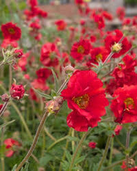 Geum Flower Planting Seeds  Vibrant Perennial Blooms for Your Garden