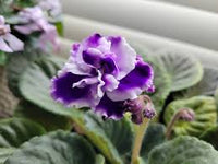 White Blue Mini Violet Flower Seeds for Planting Garden Favorite Heirloom & GMO Free Seeds for Home Garden
 
 Sale