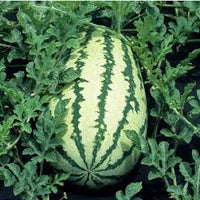 Klondike Watermelon Seeds for Planting  Sweet & Juicy Melons