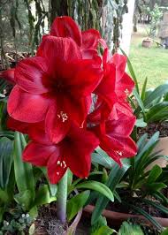 Burgundy Amaryllis Flower seeds for Planting Cottage Garden Essential Heirloom & GMO Free Seeds for Home Garden