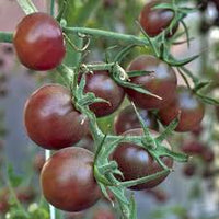 Brown Tomato Vegetable Seeds for Growing
