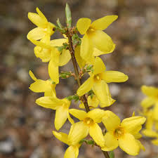 Forsythia Flower seeds for Planting - Hardy Variety, Heirloom & GMO Free Seeds for Home Garden