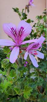 Light Violet Pelargonium Flower Seeds for Planting Low Maintenance Heirloom & GMO Free Seeds for Home Garden
 
 Sale