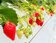Japanese Hokowase Strawberry Seeds for Planting - Sweet & Juicy Fruit Seeds