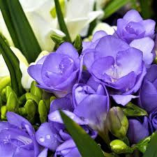 Light Violet Freesia Flower Seeds for Planting Shade Tolerant Heirloom & GMO Free Seeds for Home Garden  Sale
