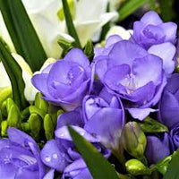Light Violet Freesia Flower Seeds for Planting Shade Tolerant Heirloom & GMO Free Seeds for Home Garden  Sale