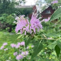 Purple Monarda Fistulosa Flower seeds for Planting - Sun Loving, Heirloom & GMO Free Seeds for Home Garden