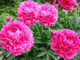 Lactiflora Flower seeds for Planting - Vibrant Colors, Heirloom & GMO Free Seeds for Home Garden