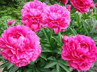 Lactiflora Flower seeds for Planting - Vibrant Colors, Heirloom & GMO Free Seeds for Home Garden
