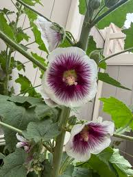 White Purple Hollyhock Flower seeds for Planting - Drought Tolerant, Heirloom & GMO Free Seeds for Home Garden