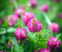 Clover Flower seeds for Planting - Cut Flower Favorite, Heirloom & GMO Free Seeds for Home Garden