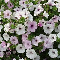 Petunia Tidal Wave Silver Flower seeds for Planting - Seasonal Bloomer, Heirloom & GMO Free Seeds for Home Garden