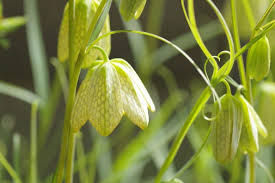 Green Crown Imperial Seeds for Planting Compact Growth Heirloom & GMO Free Seeds for Home Garden
 
 Sale