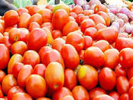 Red Grushovka Tomato Seeds for Planting