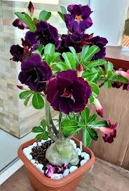 Blue Adenium Bonsai Flower seeds for Planting - Drought Tolerant, Heirloom & GMO Free Seeds for Home Garden