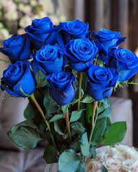 Rose Flower seeds for Planting Bright Blooms Heirloom & GMO Free Seeds for Home Garden 
 
 Sale