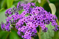 Heliotrope Flower seeds for Planting - Garden Favorite, Heirloom & GMO Free Seeds for Home Garden