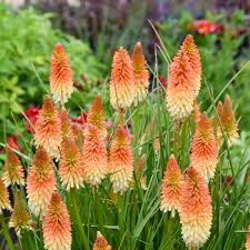 Kniphofia Flower seeds for Planting Cut Flower Favorite Heirloom & GMO Free Seeds for Home Garden