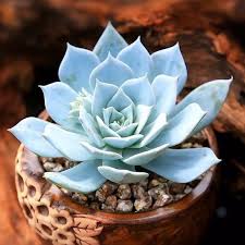 Blue Succulent Flower seeds for Planting Wildflower Mix Heirloom & GMO Free Seeds for Home Garden