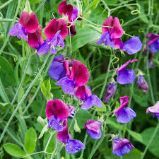 Pea Flower seeds for Planting Bright Blooms Heirloom & GMO Free Seeds for Home Garden