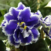 White Blue Mini Violet Flower Seeds for Planting Garden Favorite Heirloom & GMO Free Seeds for Home Garden
 
 Sale