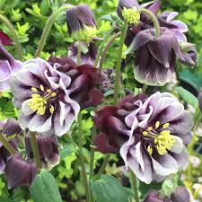 Aquilegia Columbine Flower seeds for Planting Shade Tolerant Heirloom & GMO Free Seeds for Home Garden