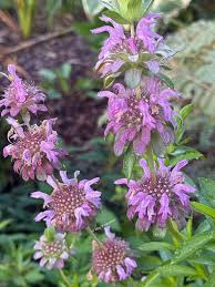 Violet Citriodora Flower seeds for Planting - Compact Growth, Heirloom & GMO Free Seeds for Home Garden